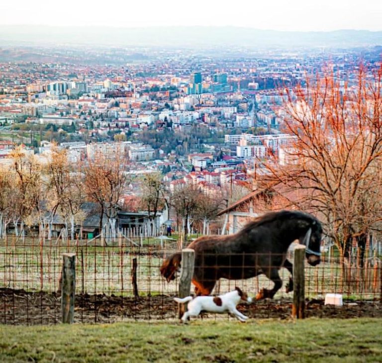 Ranc Vranjes 4 768x730