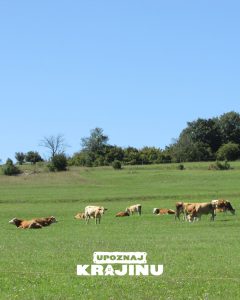 manjaca (2)