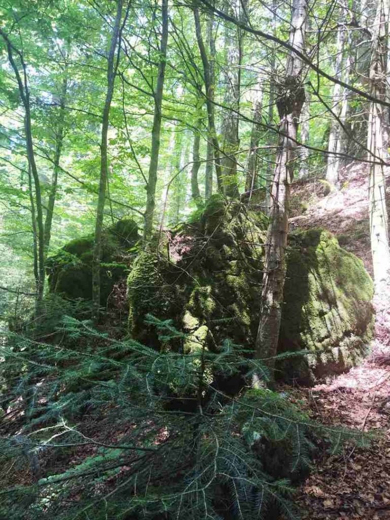 prasuma janj 2 768x1024