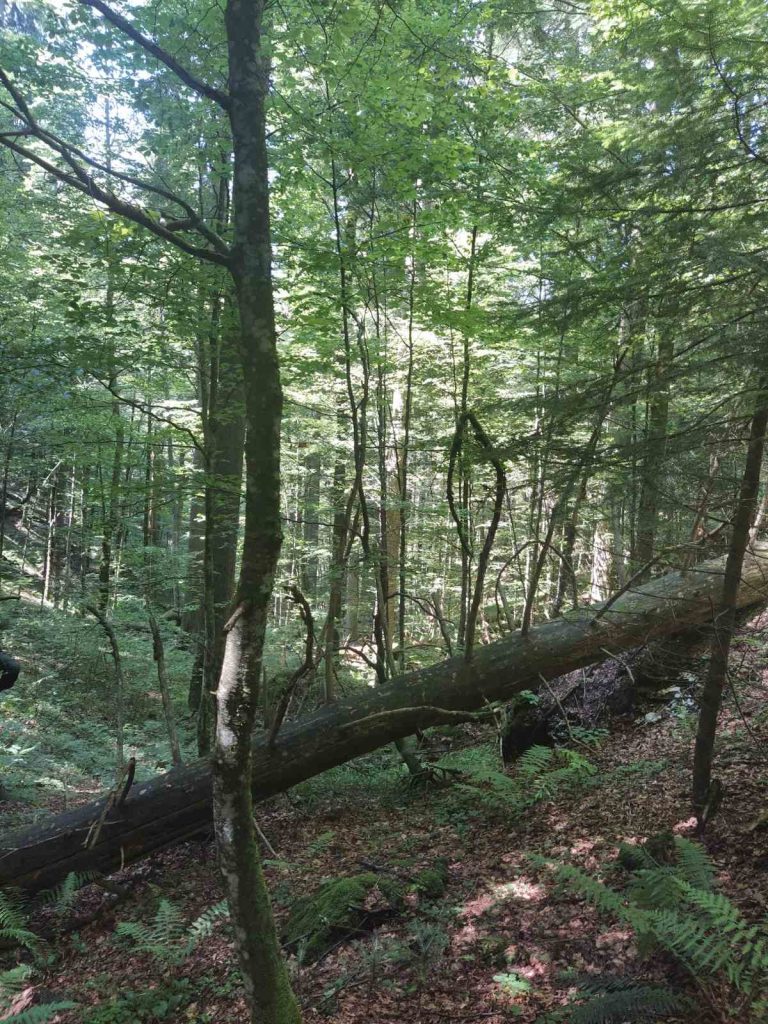 prasuma janj 4 768x1024