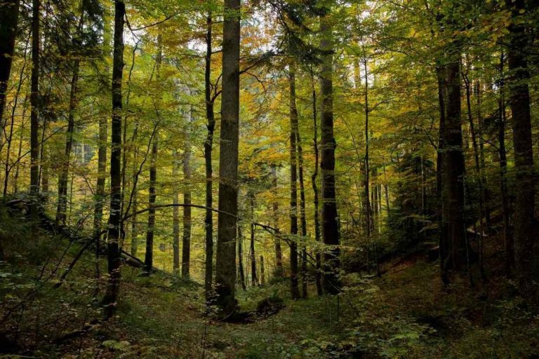 prasuma janj 6 768x512