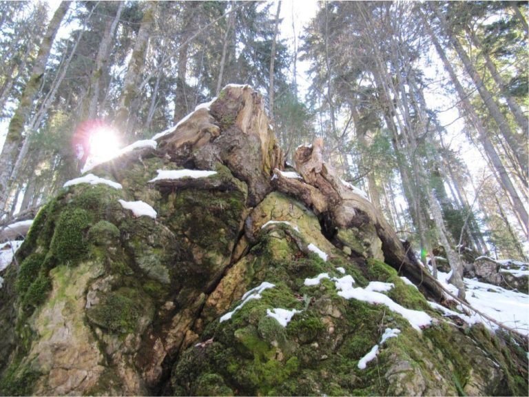 prasuma janj 7 768x576