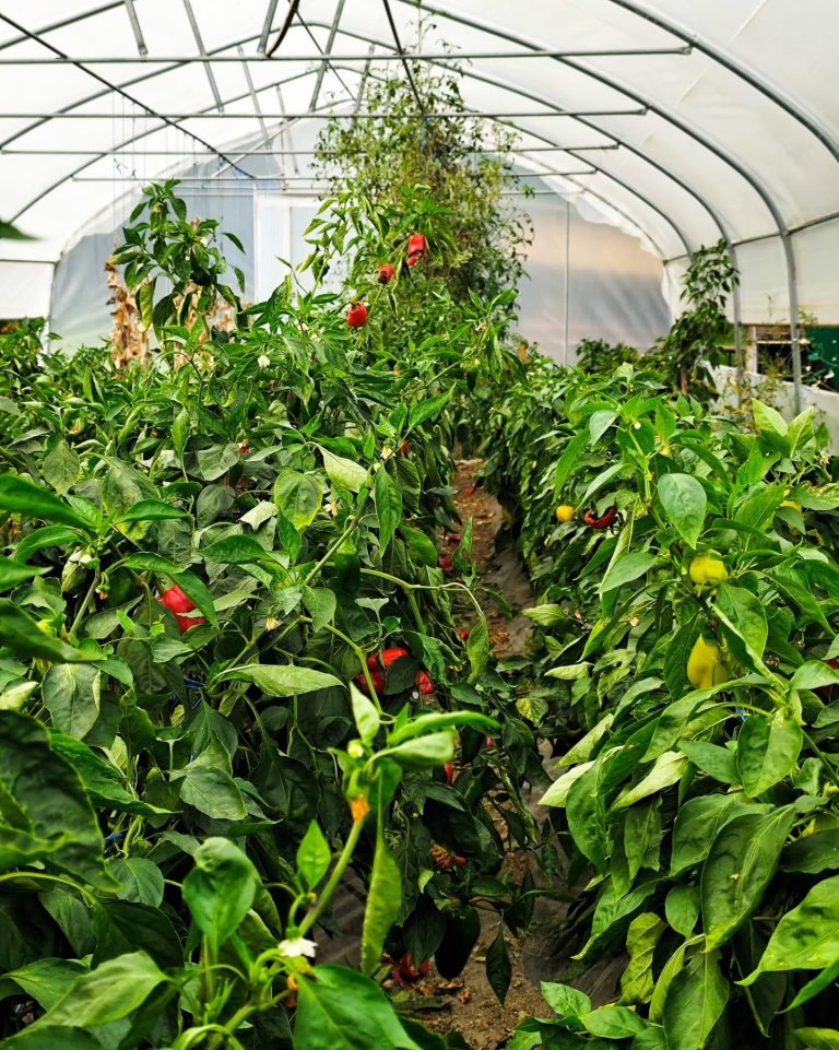 simetic ribnik 5 768x961