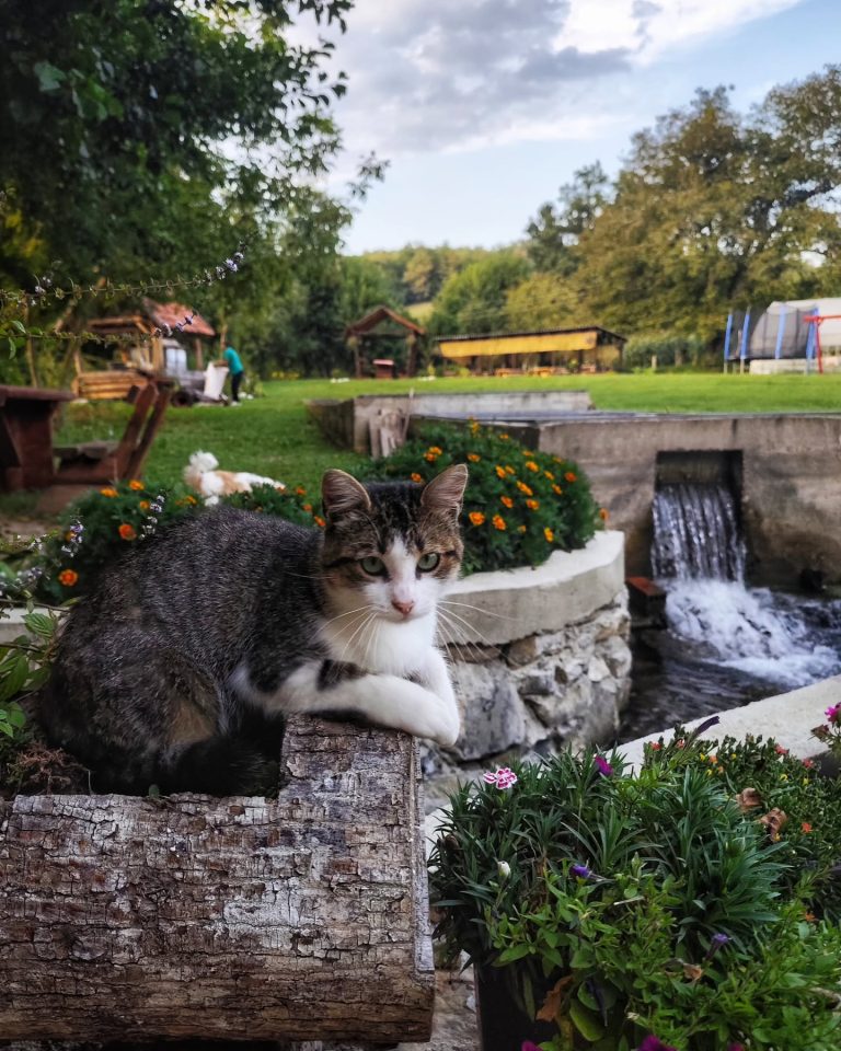 simetic ribnik 8 768x960