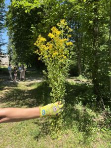 radionica u prirodi (5)